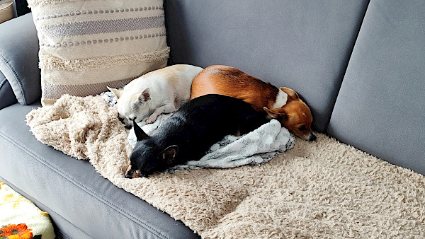 Famille Fellenberg-3