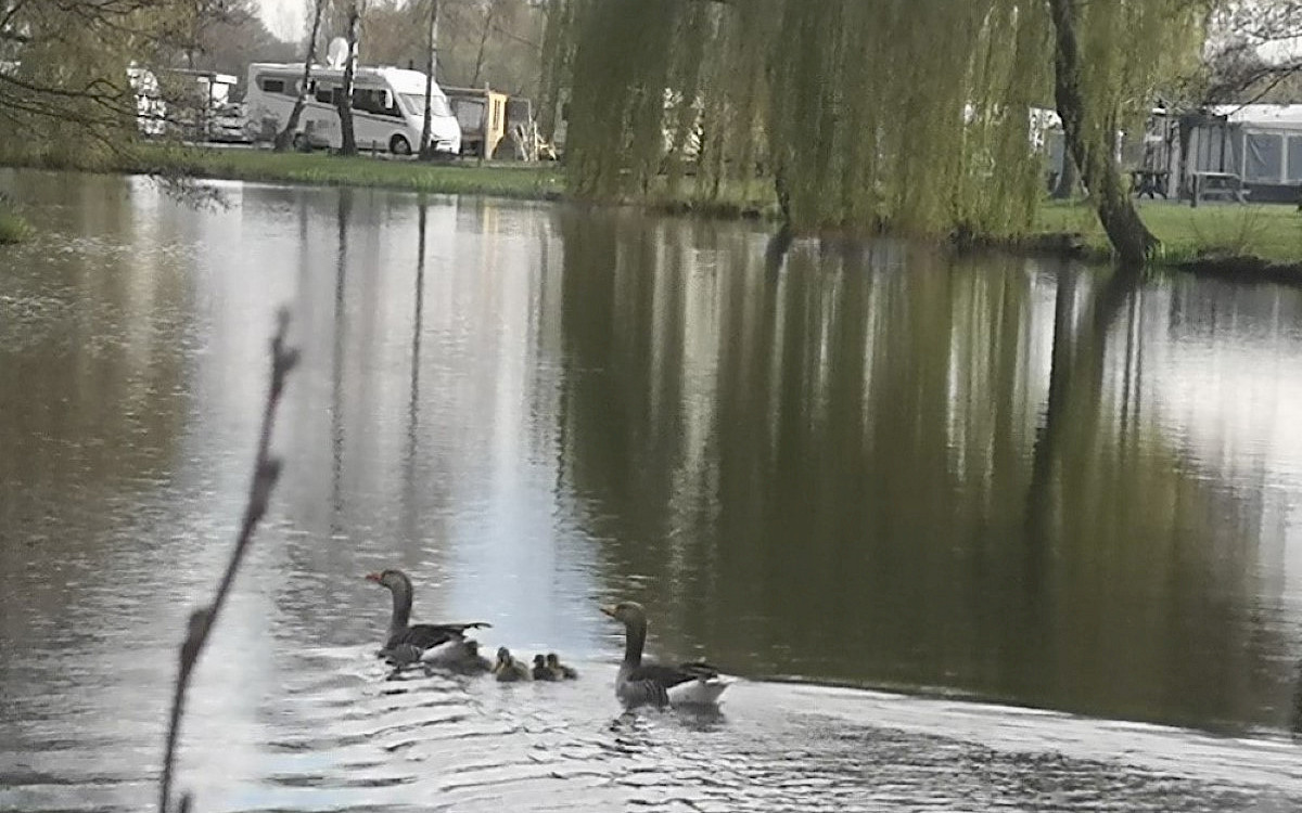 Camping Papillon Kinrooi