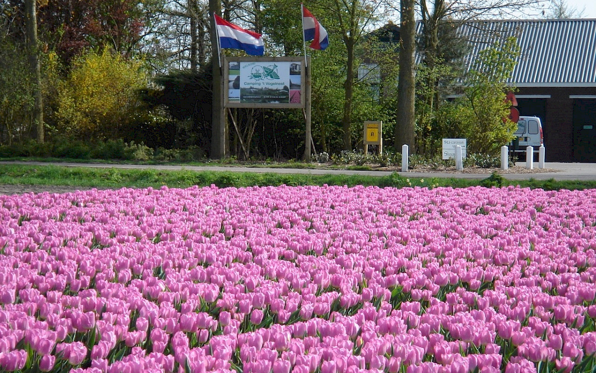 Camping ‘t Vogelnest